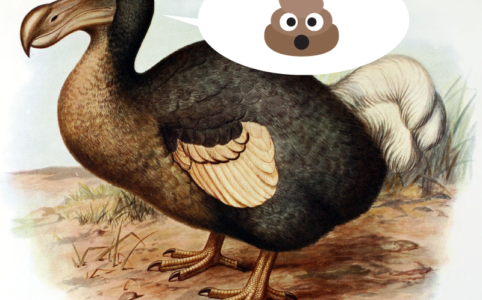 Ilustracja z ptakiem dodo